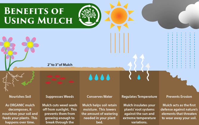 benefits of mulch