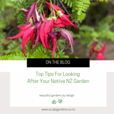 Top Tips For Looking After Your Native NZ Garden