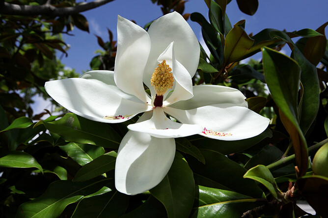 Magnolia grandiflora
