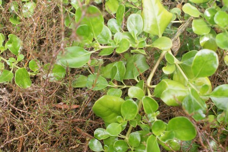 coprosma repens with coprosma acerosa