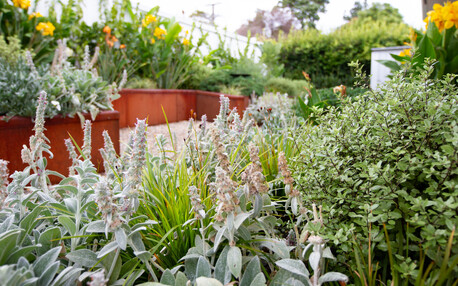 Garden for Birds & Bees