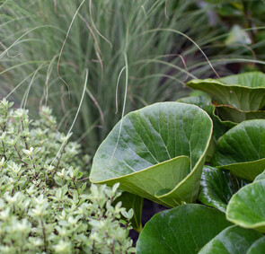 textural foliage