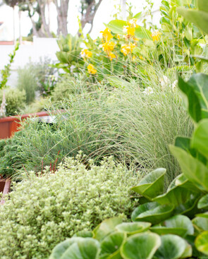 bee attracting planting