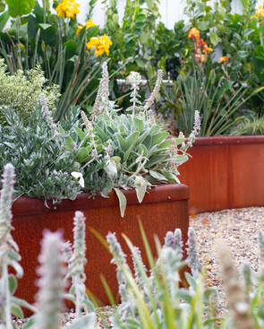 bee attracting plants