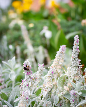 bee attracting planting
