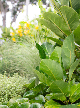 mixed planting ideas