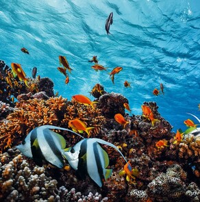 ECOLOGY & ENVIROMENT - Protect what you understand