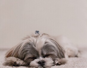 Pet Odor and Pet Stain Removal