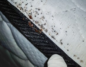 Year-Round Guide to Bed Bugs