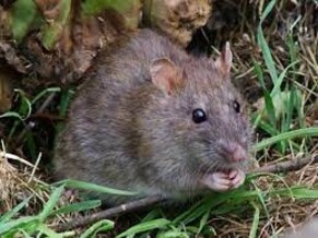 The Trick to Effective Rodent Control in Auckland