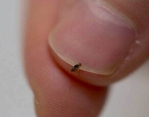 How to Get Rid of Fleas in Your Home