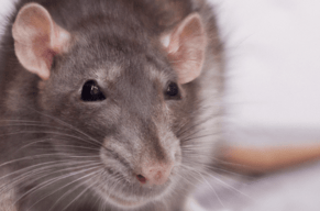Why Do Mice Keep Coming Back?