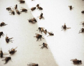 The House Fly: More Than Just a Household Annoyance