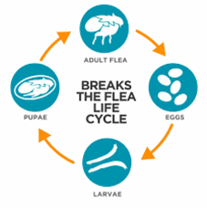 Do DIY Flea Bombs actually Work?