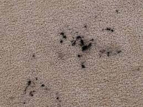 how to remove dry ink from carpet