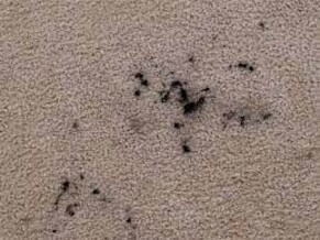 How To Remove Ink Stains From Carpet
