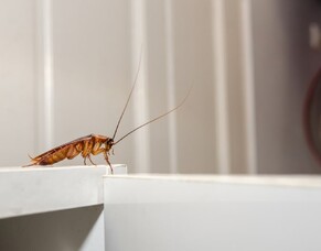 Why Is It So Hard To Kill Cockroaches?