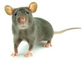 Getting Rid of Rodents in Your Home