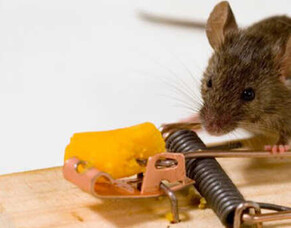 Why DIY Mouse Control Is Seldom Successful