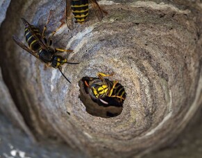 How to find a wasps nest!