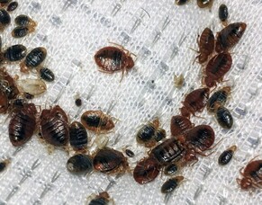 Bed Bug Problem in your Home