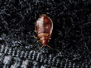 How Do You Get Bed Bugs in Your House?