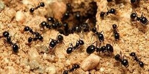 How to Deter Ants from Your Home Naturally: 5 Tips