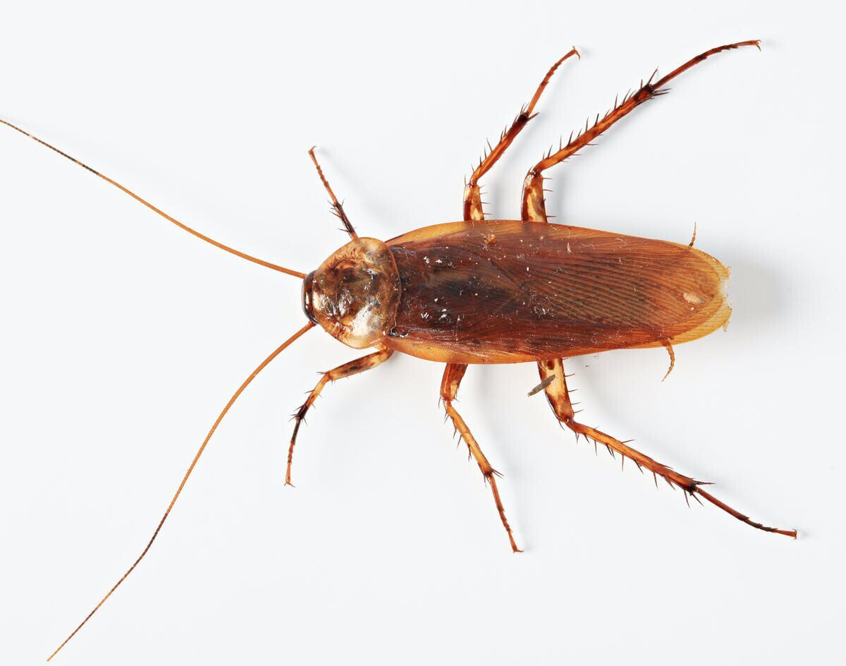 Cockroach Species Auckland Dans Property Services Ltd