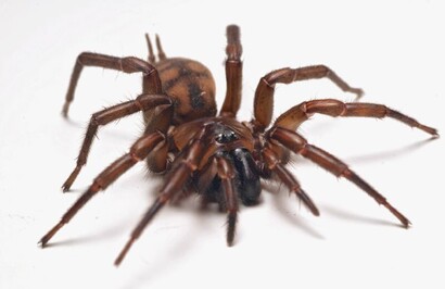 Spider Species | Auckland | Dan's Property Services Ltd