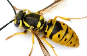Wasp Control - Getting rid of wasps can be a dangerous task and one best left to the professionals. Dan's Property Services, team of highly trained pest control professionals, know just what to do in such cases.