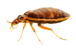 Bed Bug Control - Bed bugs are very difficult to get rid of once an area has been infested. They are nocturnal feeders rarely seen during the day and their flat bodies make it easy for them to hide in cracks and crevices in mattresses, linens, behind baseboards and inside furniture. Dan's Property Services offers approved bed bug control services. We begin by scheduling a thorough and detailed inspection of your property to ascertain the extent of the infestation. Armed with this information, our pest control team will customise a program to your specific needs, treating not only the infested rooms and furniture, but surrounding areas as well.