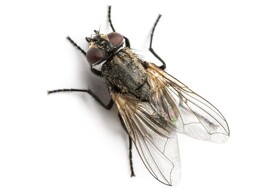 Fly Control - Controlling flies in and around your property can be a difficult task and unless all traces of their food source and breeding areas are removed, they can very quickly re-infest. Calling Dan's Property Services is your best bet for a quick, efficient and safe resolution to your fly problem.