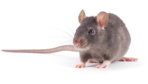 Rodent Control - By their very nature, rats and mice are elusive, shy, and fast-moving but they also possess another quality which can be used to assist in removal - a natural curiosity. It is still not easy to rid your property of rats and mice and this is where Dan's Property Services comes in. Our highly trained technicians, will make a thorough inspection of your property and tailor a rodent control solution to your every need, ensuring a quick and full answer to your problems.