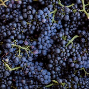 WINERY - All our wine is handcrafted and bottled onsite from only hand harvested grapes grown on our property. We take steps to preserve the naturalness and diversity of our wines by limiting interventions and additions.