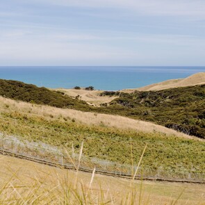 VINEYARD - We planted the vineyard in 2018, consisting of 1050 vines mostly Syrah, Pinot Gris, and some Pinot Noir. We selected the site because the terrain is steep, windswept and unforgiving; a perfect place to create unique wines!