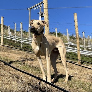 RIO - Our four legged rescue friend Rio is built more like a racing dog than a vineyard or farm dog. Rio keeps a watchful eye over the grapes and can spot a hare from a mile away! He is super friendly and loves to meet new people.