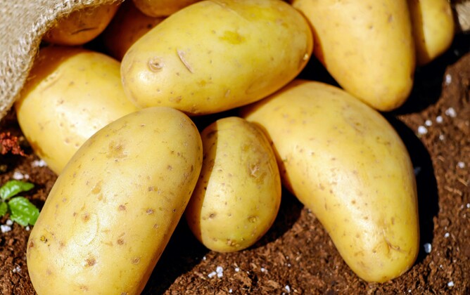 Growing potatoes in the ground