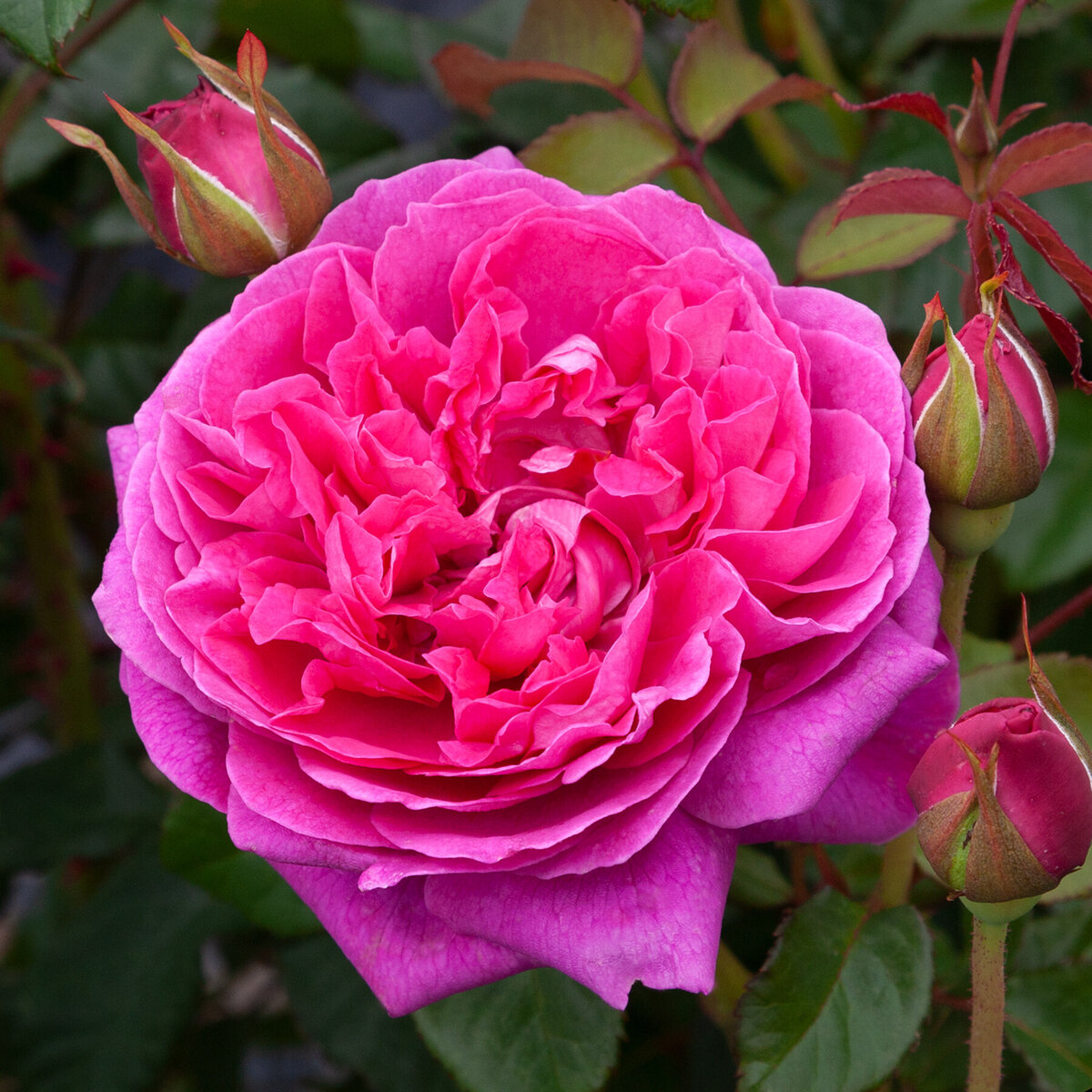 Over 400 different rose variety's on offer | Querky Style & Roses at Cust