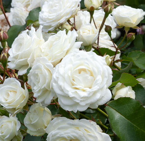 Beautiful Roses | Gifts for all ages | Large selection of plants ...