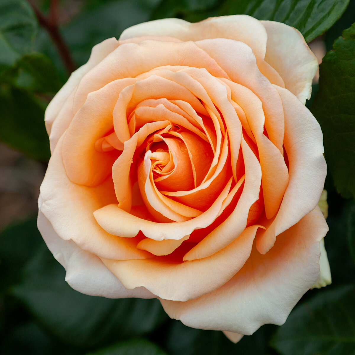 Over 400 different rose variety's on offer | Querky Style & Roses at Cust