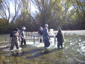 Trapping Salmon Haka River