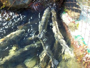 Holding Pen Haka River