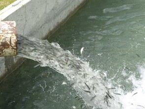 Raceway at Bell's Pond Stream