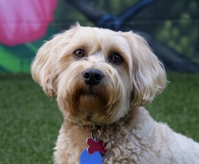BENNY THE DOG - Head of Security