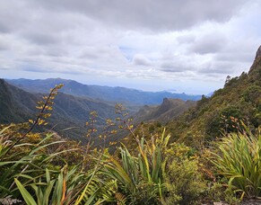 Kauaeranga Kauri Trail (Pinnacles)