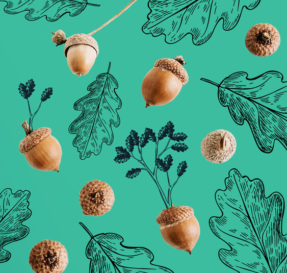 photographic acorns with illustrated leaves