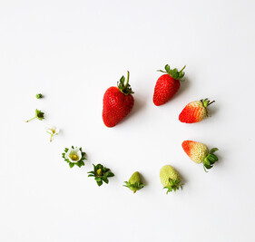 creative layout of strawberry growing process using buds, strawberry flowers and strawberries