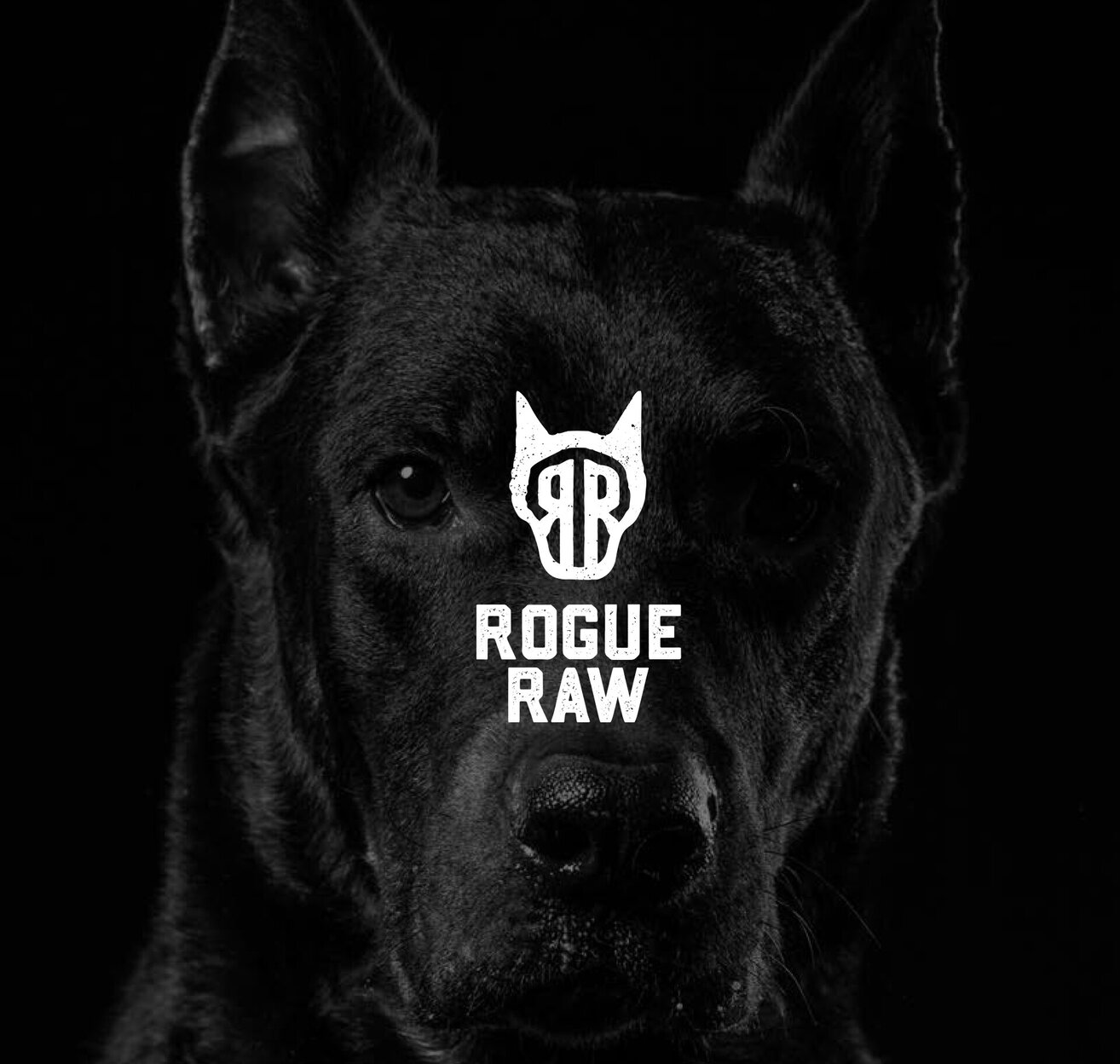 Rogue raw logo on image of a Doberman