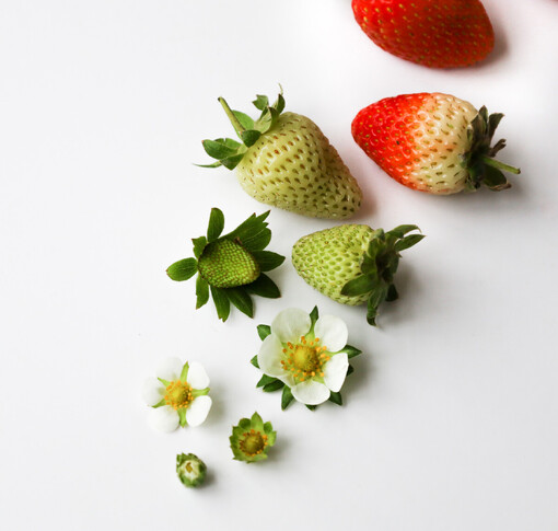 Photograph of strawberries from flower to fruit