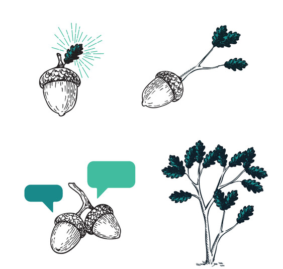 Acorn illustrations